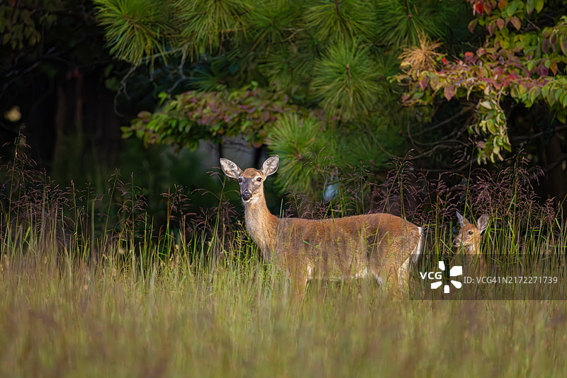 美国草地上的白尾鹿和小鹿图片素材