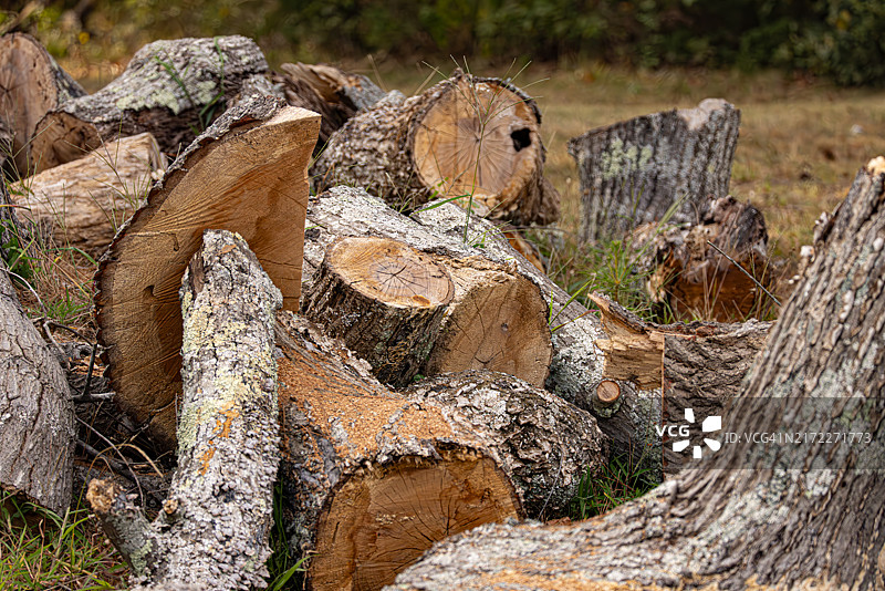 木材保护与可持续林业图片素材