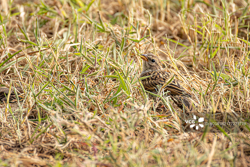 伪装在干草中的幼鸟图片素材
