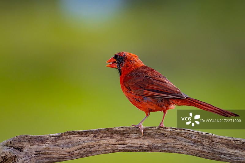 树枝上的北美红雀图片素材
