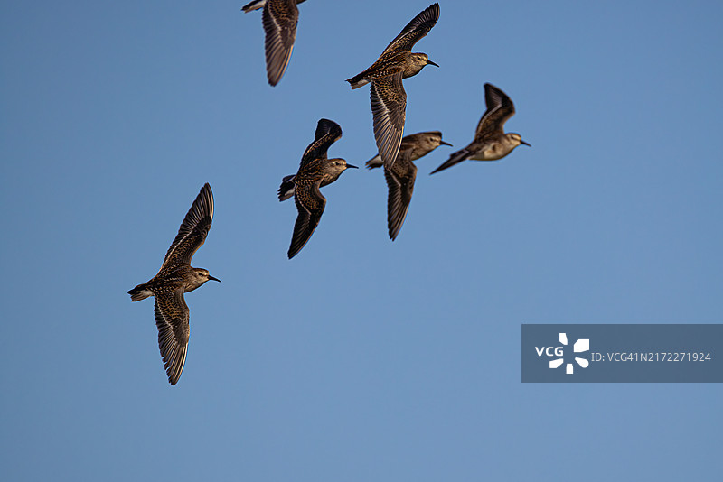 弗吉尼亚州大观景的一群迁徙鹬飞行场景图片素材