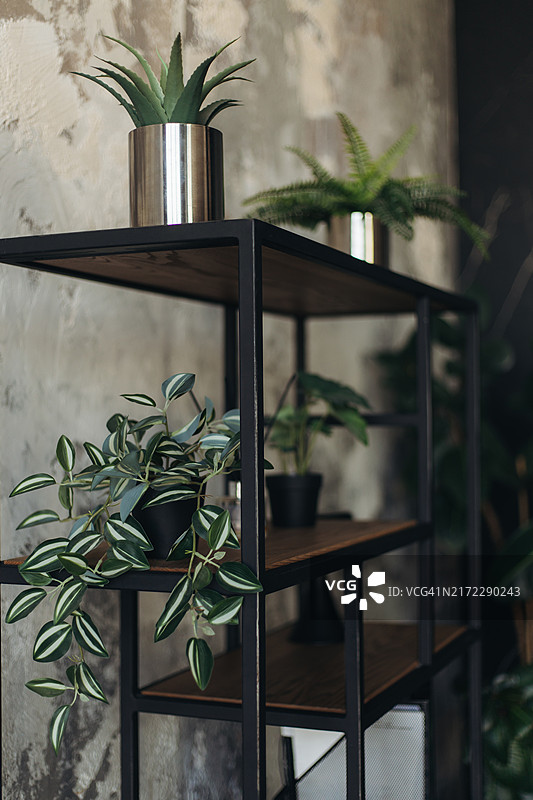 架子和地板上的植物图片素材