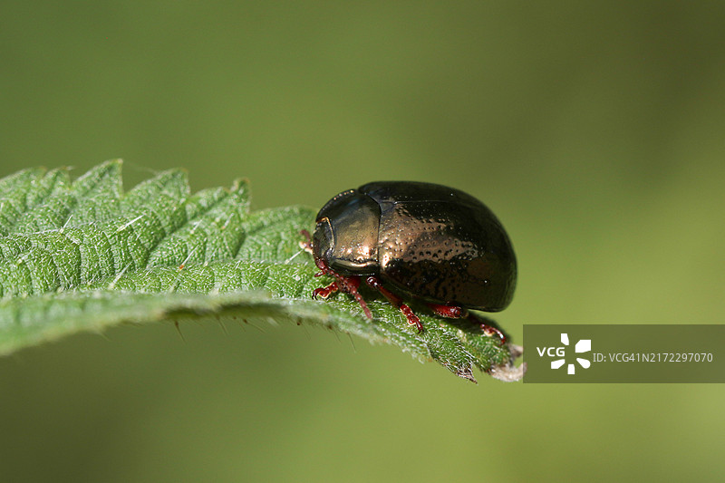 一只叶甲虫在荨麻叶子上图片素材
