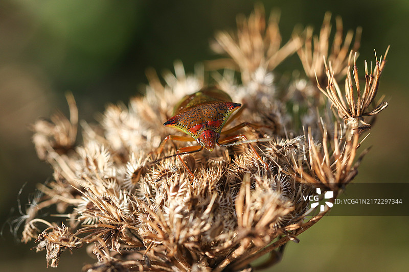 山楂蝽在野胡萝卜植物的种子上图片素材