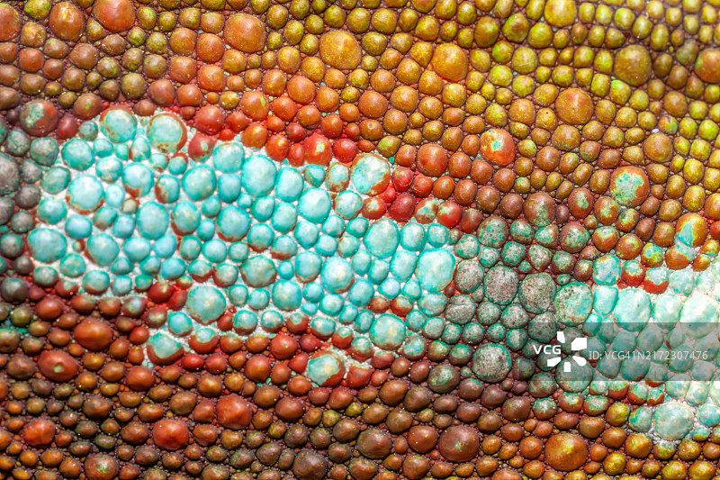 变色龙的皮肤图片素材