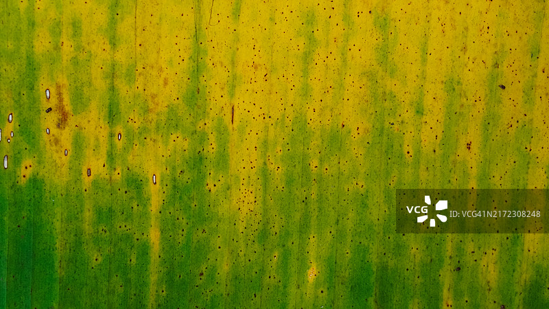 香蕉干树叶纹理背景特写图片素材