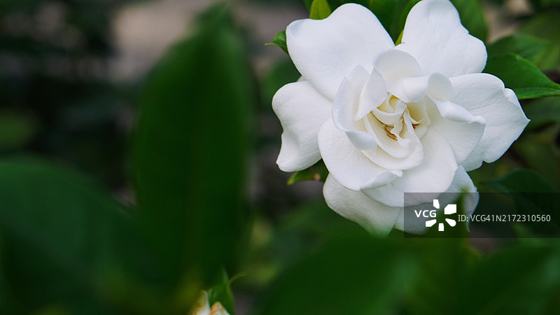 白色和平百合花植株特写图片素材