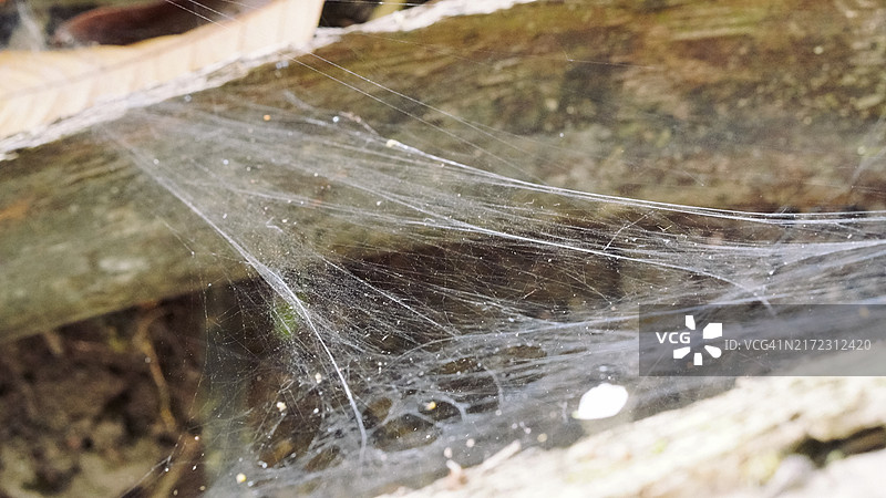蜘蛛网特写图片素材