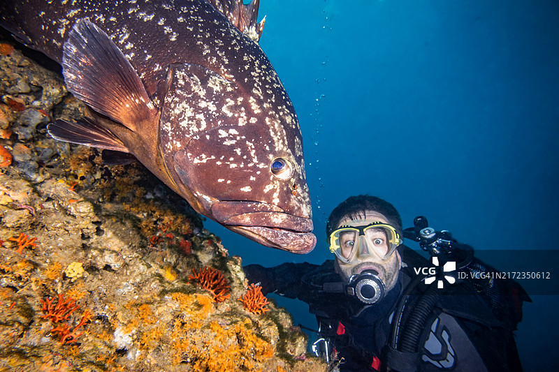 潜水员在梅德斯群岛海洋保护区与石斑鱼相遇图片素材