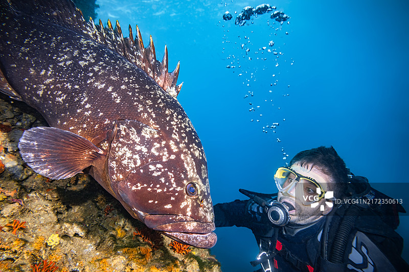 潜水员与石斑鱼在梅德斯群岛海洋保护区亲密接触，布拉瓦海岸图片素材
