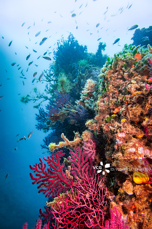五彩斑斓的珊瑚在海洋中的岩石表面生长图片素材