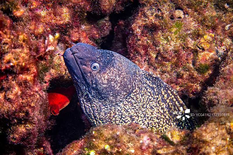 地中海鳗鱼藏在五彩斑斓的珊瑚礁中图片素材
