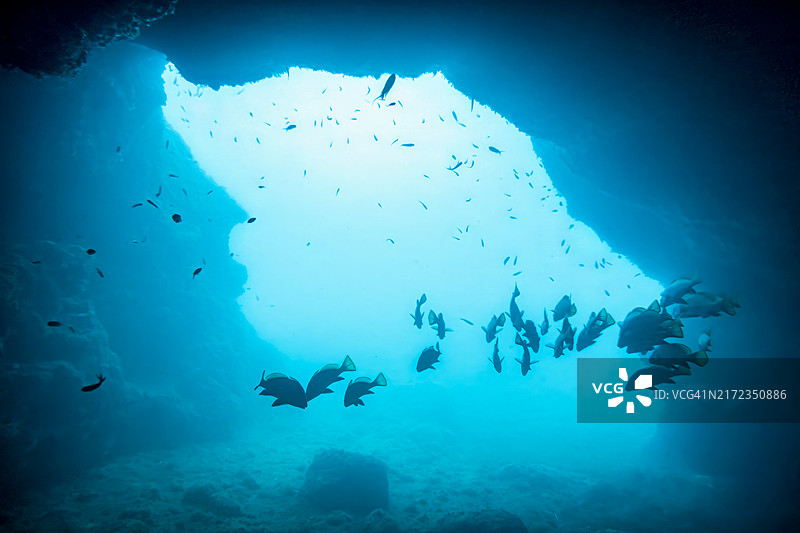 水下洞穴中的鱼群，梅德斯群岛图片素材