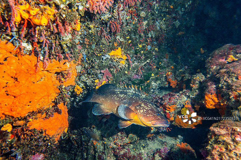 在梅德斯群岛的五彩斑斓的珊瑚中游弋的石斑鱼图片素材