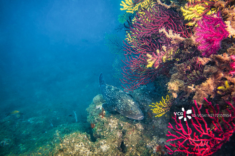 色彩斑斓的珊瑚礁与石斑鱼在梅德斯群岛图片素材