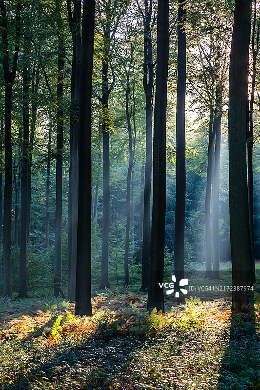 秋季黄昏时分的山毛榉森林图片素材