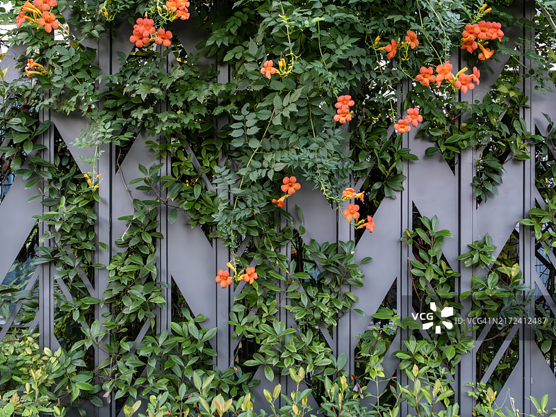 灌木墙上盛开的橙色花朵图片素材