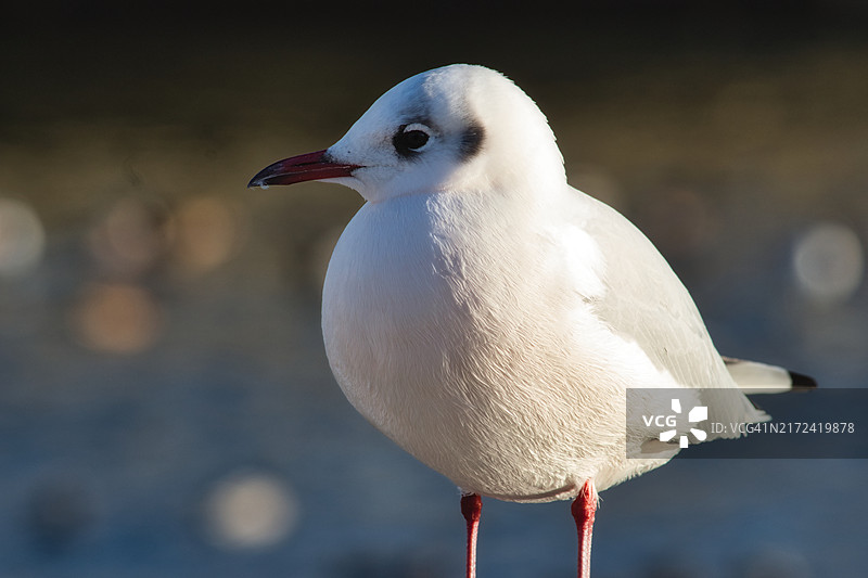 海边红嘴鸥的特写图片素材