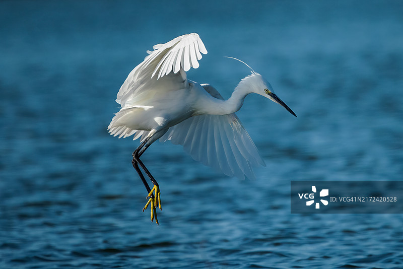 白鹭飞过海面的特写图片素材