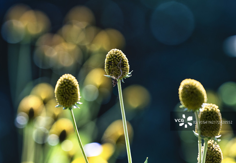 美国开花植物特写图片素材
