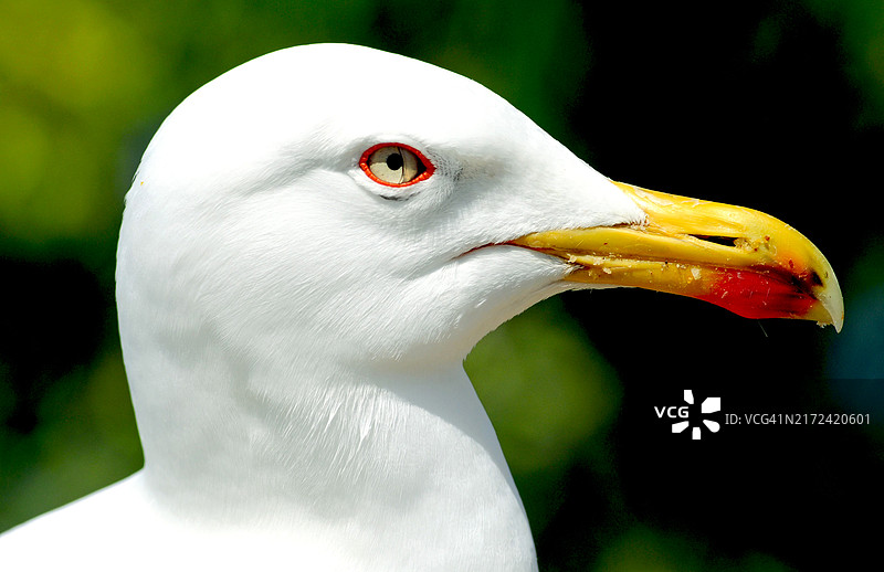 海鸥特写图片素材
