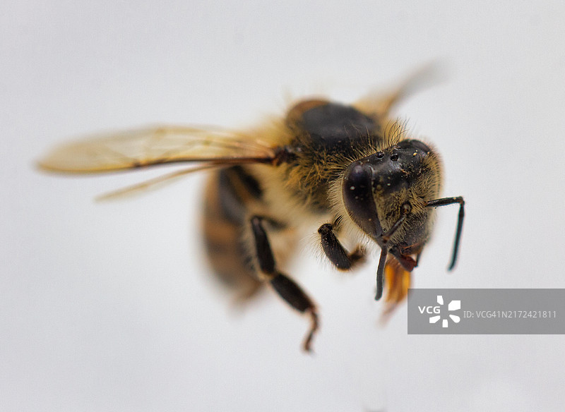 白色背景上的蜜蜂特写图片素材