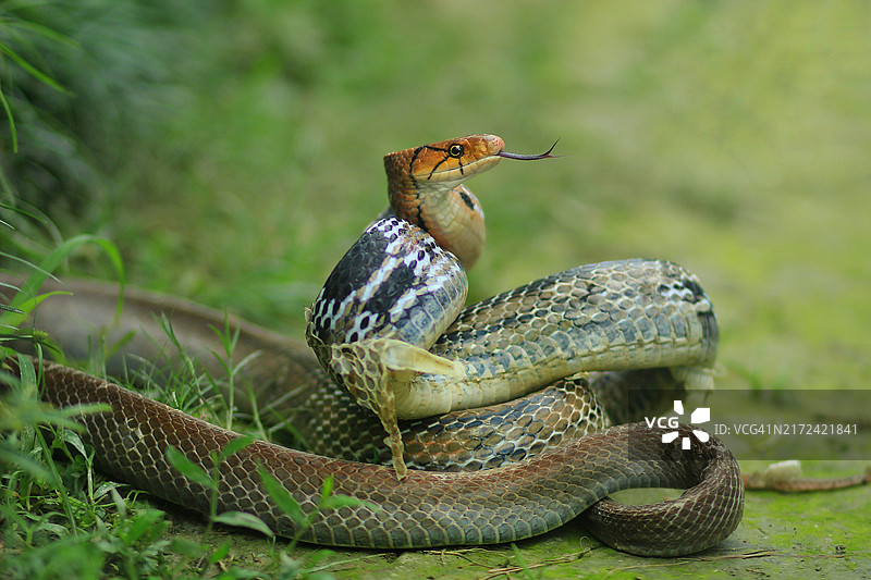 地面上盘绕防御姿势的普通饰品蛇的特写图片素材