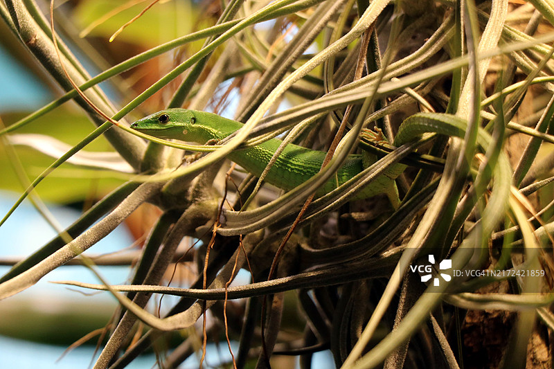 植物上的蜥蜴特写图片素材