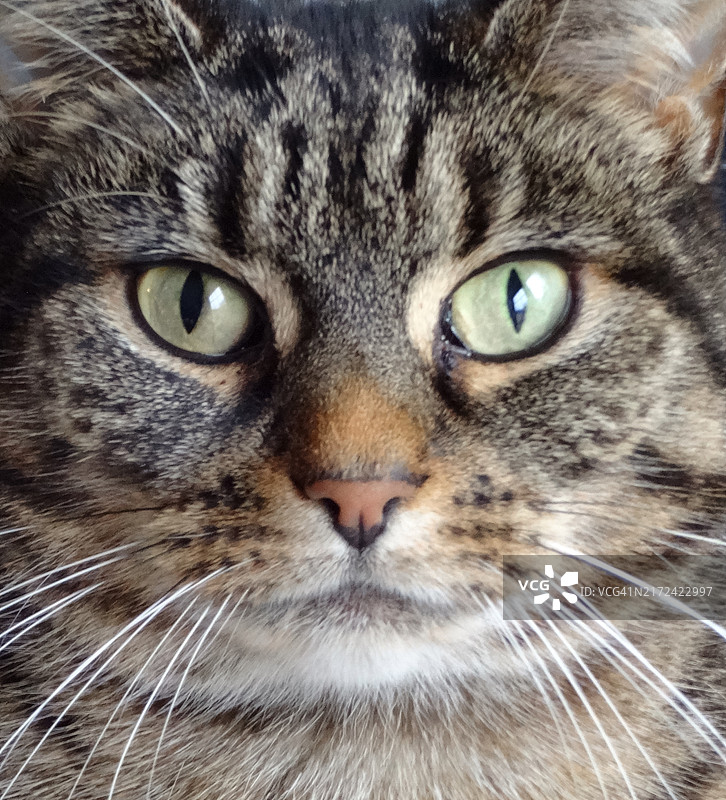 猫咪的特写肖像,  罗奇福德, 英国图片素材