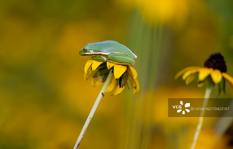 美国马里兰州惠顿黄色植物特写图片素材