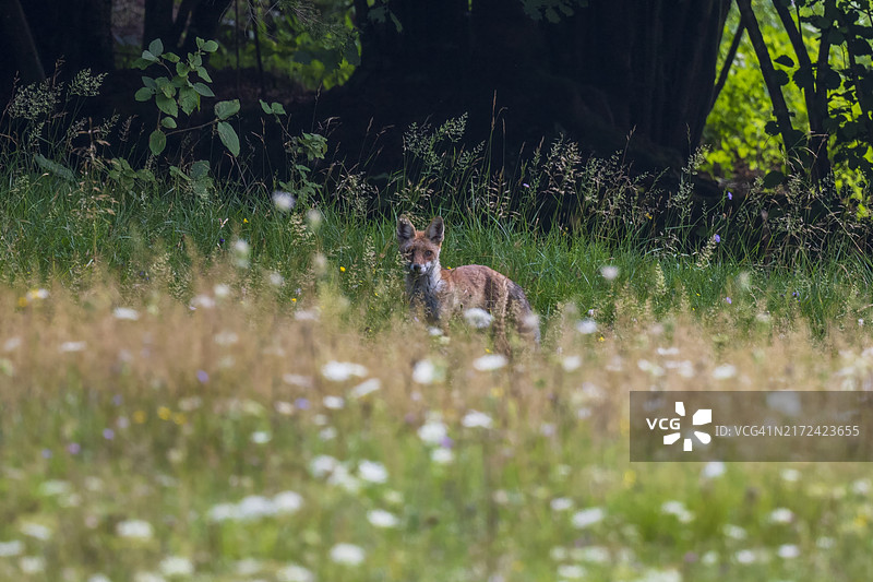 田野上的狗肖像图片素材