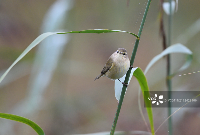 鸣禽栖息在植物上的特写图片素材