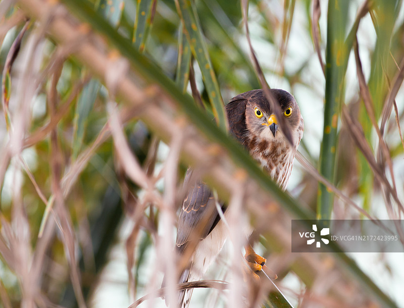 条纹猫头鹰栖息在树上特写，加纳阿克拉地区特马图片素材