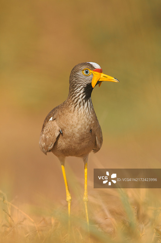 矶鹬特写，加纳大阿克拉地区特马图片素材