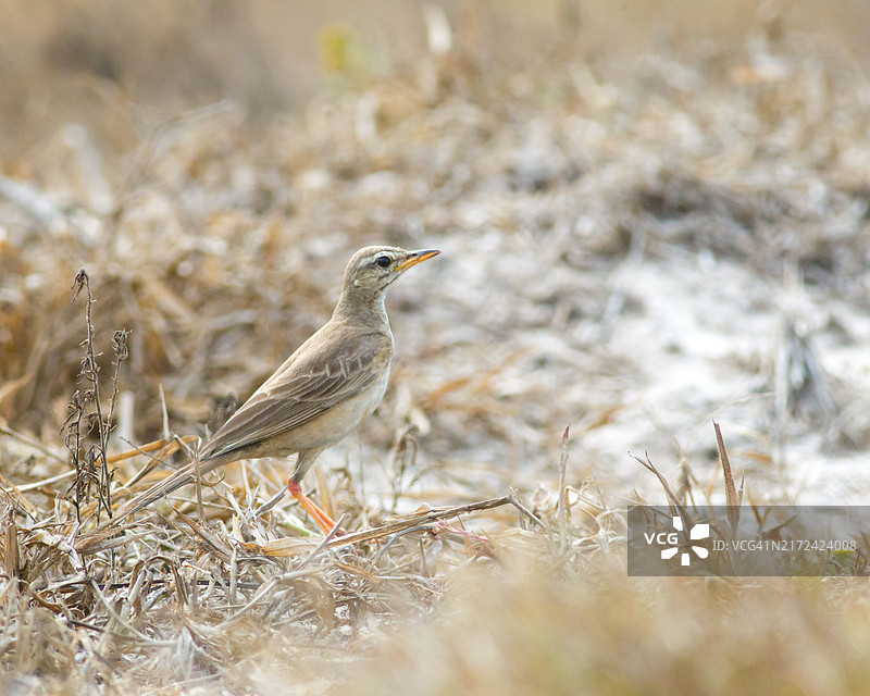 加纳大阿克拉地区特马田野上的鸣禽特写图片素材