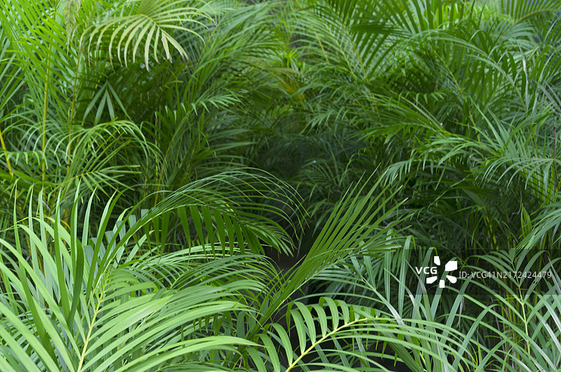 热带花园中茂密的绿色棕榈叶图片素材