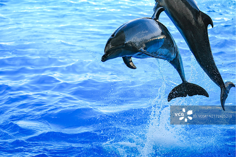 海中游动的鱼的特写镜头图片素材