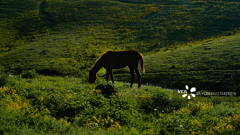 中国新疆维吾尔自治区，马在田野上吃草的高角度视图图片素材