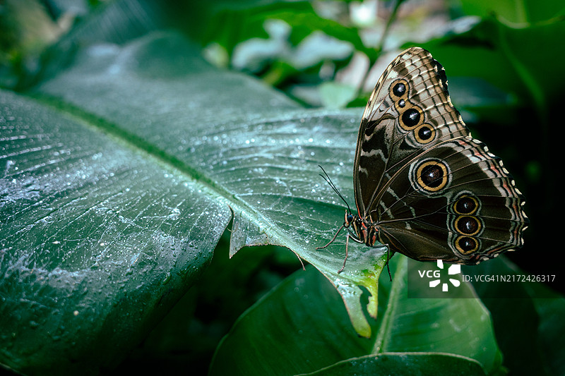 蝴蝶停在叶子上的特写镜头图片素材