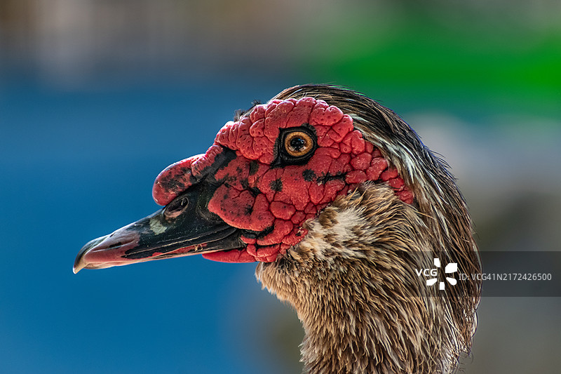 鸭子的特写镜头图片素材