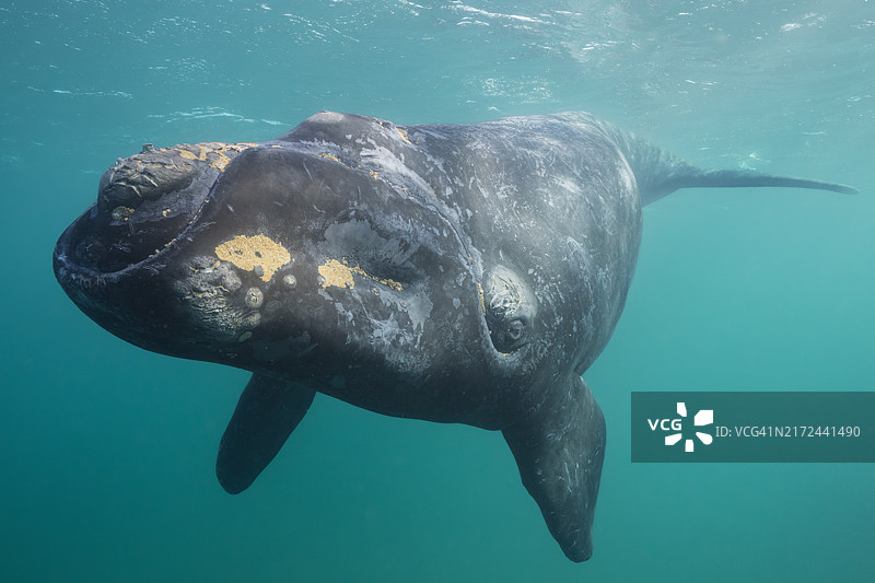在阿根廷巴塔哥尼亚海岸浅水中游泳的南露脊鲸幼鲸图片素材