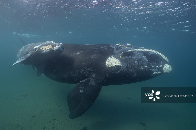 在阿根廷巴塔哥尼亚海岸浅水中游泳的露脊鲸母子图片素材