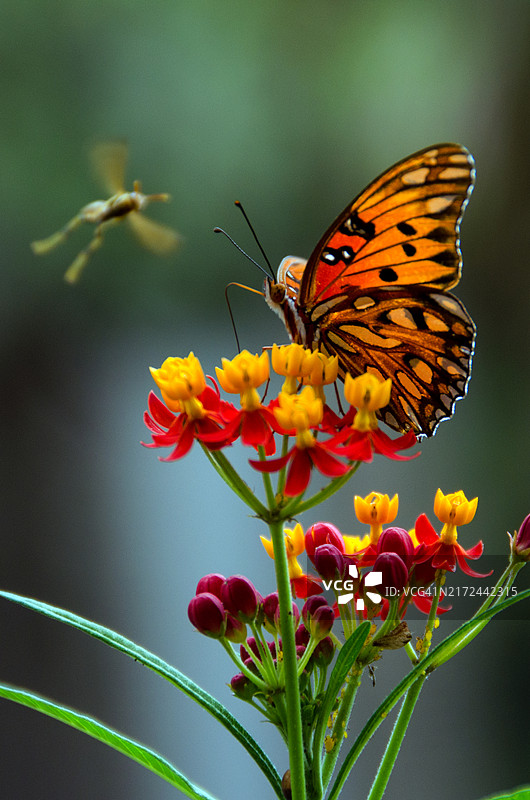墨西哥湾蛱蝶与不明飞行昆虫图片素材