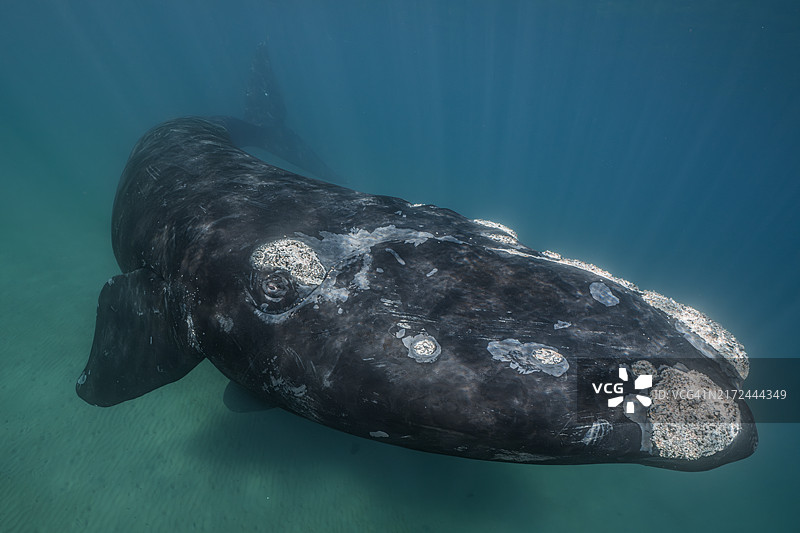 南露脊鲸在阿根廷巴塔哥尼亚海岸海底游动图片素材