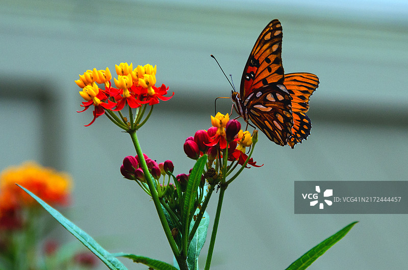 湾流豹斑蝶与花朵图片素材