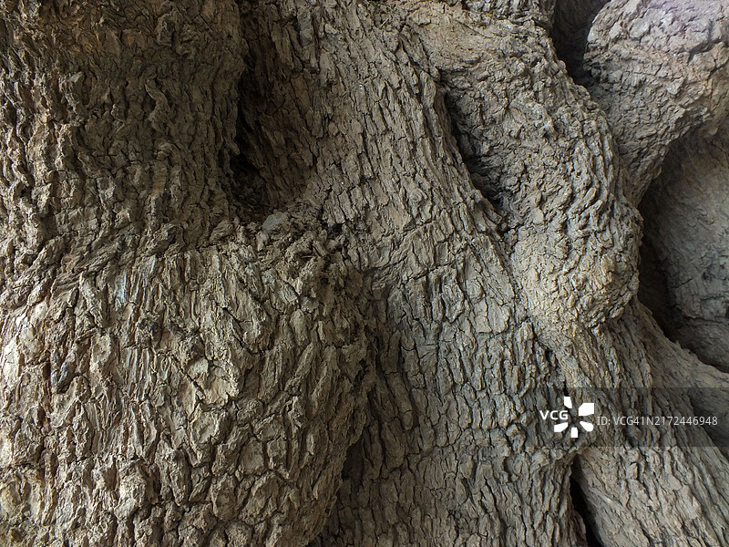 树干与树枝图片素材