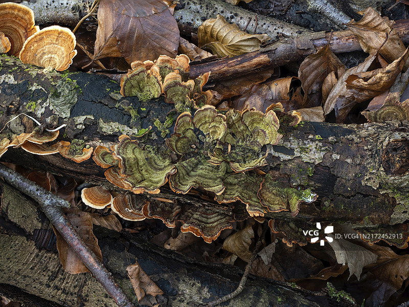 英国林地腐烂树枝上的绿色云芝图片素材