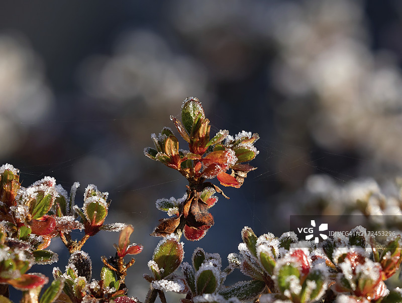 阳光下红金色叶子上结满霜的杜鹃花灌木图片素材
