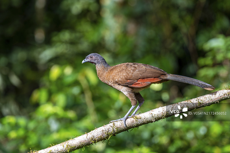 中美洲哥斯达黎加埃雷迪亚省，灰头小冠雉栖息枝头图片素材