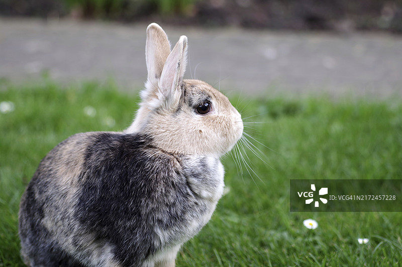 家兔肖像图片素材